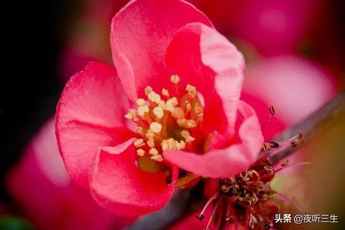 网红黑料小鱼海棠,从爆红到黑料缠身的背后真相