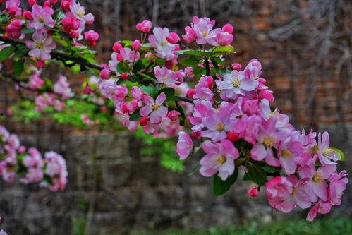 网红黑料小鱼海棠,从爆红到黑料缠身的背后真相