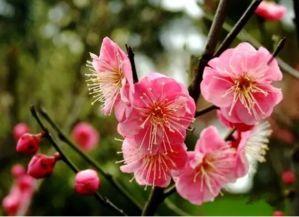 网红黑料小鱼海棠,从爆红到黑料缠身的背后真相