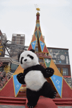 抖音黑料网红熊猫娅,揭秘网络红人的双面人生