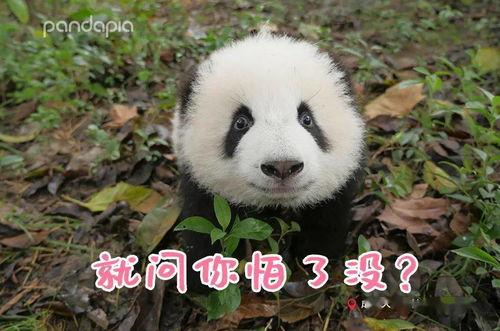 抖音黑料网红熊猫娅,揭秘网络红人的双面人生